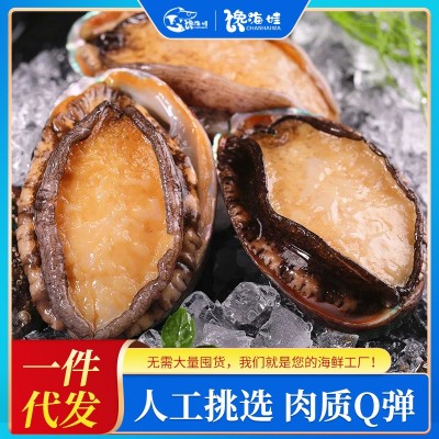 新鲜冷冻鲍鱼肉带壳鲍鱼批发冷冻品商用带壳活冻鲍鱼批发捞汁专用 1斤