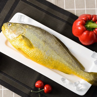 新品黄花鱼黄鱼大黄花鱼速冻活鱼新鲜冷冻水产鲜活冰鲜东海鱼特产 1件图3