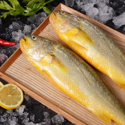 新品黄花鱼黄鱼大黄花鱼速冻活鱼新鲜冷冻水产鲜活冰鲜东海鱼特产 1件图4