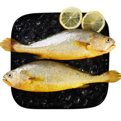 新品黄花鱼黄鱼大黄花鱼速冻活鱼新鲜冷冻水产鲜活冰鲜东海鱼特产 1件图5