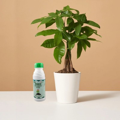 春源浓缩发财树专用营养液植物招财树幸福树营养液壮苗绿叶肥料 1瓶