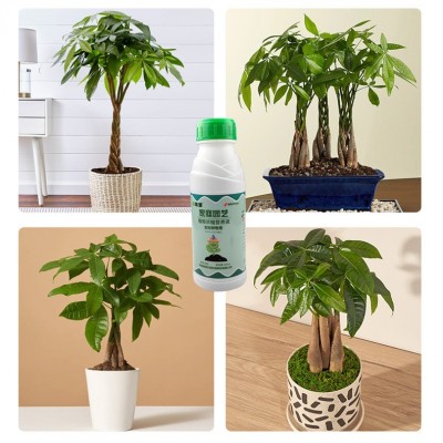 春源浓缩发财树专用营养液植物招财树幸福树营养液壮苗绿叶肥料 1瓶图4