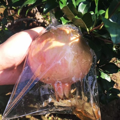 正宗陕西临潼石榴5斤9斤现摘净皮甜御石榴新鲜水果临潼甜石榴直发图3