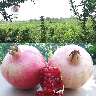 正宗陕西临潼石榴5斤9斤现摘净皮甜御石榴新鲜水果临潼甜石榴直发图4