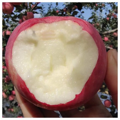 正宗洛川红富士苹果 2025新果洛川直发甜脆苹果 新鲜陕西洛川苹果图2