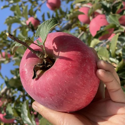 正宗洛川红富士苹果 2025新果洛川直发甜脆苹果 新鲜陕西洛川苹果图3