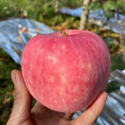 正宗洛川红富士苹果 2025新果洛川直发甜脆苹果 新鲜陕西洛川苹果图4