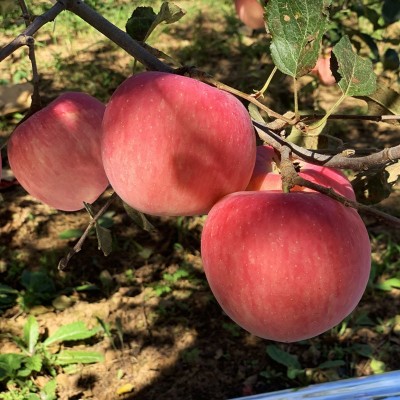 正宗陕西洛川苹果 洛川直发现摘新果洛川富士苹果 新鲜洛川 红富士图3