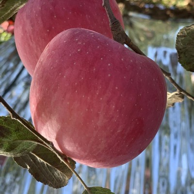 正宗陕西洛川苹果 洛川直发现摘新果洛川富士苹果 新鲜洛川 红富士图4