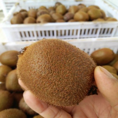 正宗陕西徐香猕猴桃24颗/30颗水果直发眉县绿心猕猴桃 新 鲜奇异果图4