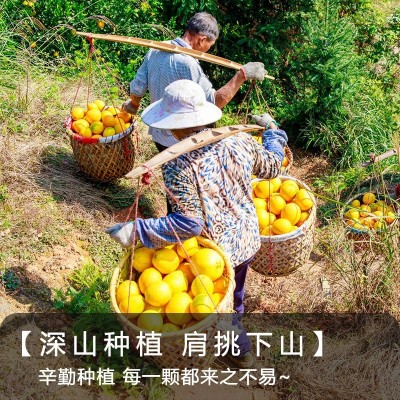 【顺丰到家】正宗赣南脐橙新鲜现摘江西橙子当季孕妇水果整箱批发图3