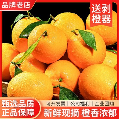 【顺丰包邮】正宗江西赣南脐橙新鲜当季水果整箱赣州产地直发彩箱图3