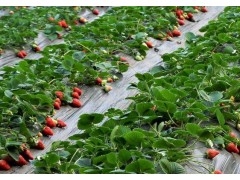 大棚里的草莓需要打药的话，基本上应该哪个时间段打药呢？