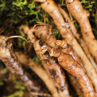 长白山人参现挖人参带土参批发一件代发厂家直销鲜人参图2