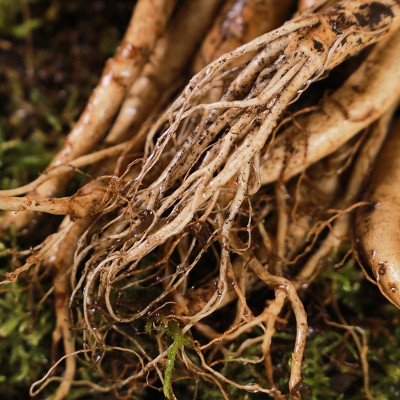 长白山人参现挖人参带土参批发一件代发厂家直销鲜人参图4