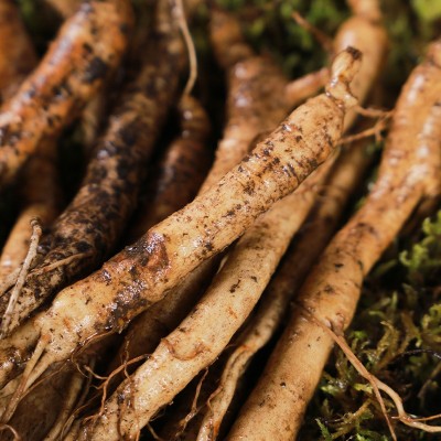 长白山人参现挖人参带土参批发一件代发厂家直销鲜人参图3