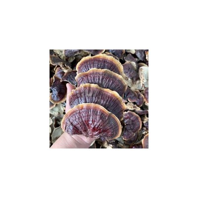 产地批发金边灵芝金边小灵芝煲汤滋补干货山东图5