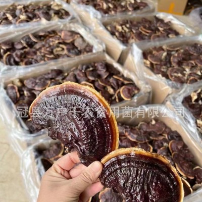 批发金边灵芝不苦大量产地直供小金边整枝紫灵芝林下灵芝煲汤泡茶图2