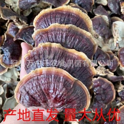 批发金边灵芝不苦大量产地直供小金边整枝紫灵芝林下灵芝煲汤泡茶