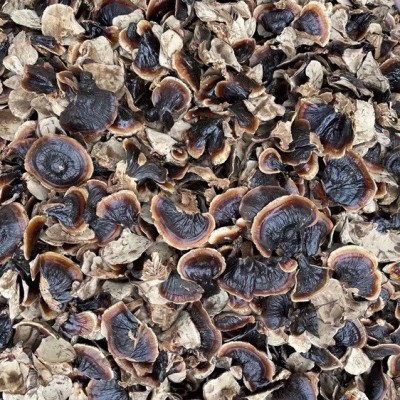 批发金边灵芝不苦大量产地直供小金边整枝紫灵芝林下灵芝煲汤泡茶图4