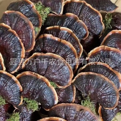 批发金边灵芝不苦大量产地直供小金边整枝紫灵芝林下灵芝煲汤泡茶图3