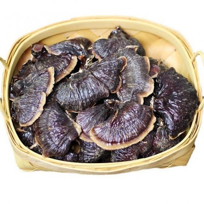 批发金边灵芝不苦大量产地直供小金边整枝紫灵芝林下灵芝煲汤泡茶图5