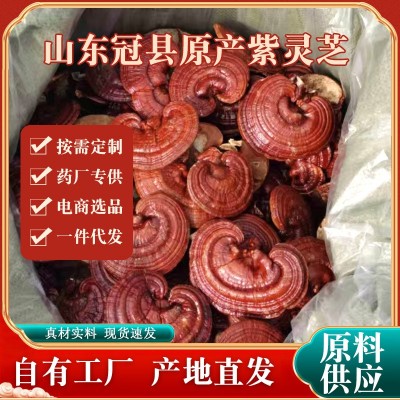 超细紫灵芝整个苦红灵芝极细粉赤灵芝切丁灵芝片礼盒煮水煲汤天然