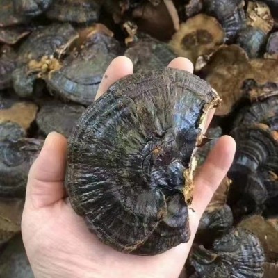 批发黑灵芝整支不苦礼盒量大基地直发无柄可切片诚招代理煲汤