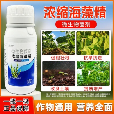浓缩海藻精促根壮苗抗旱抗逆绿叶靓果果树草莓蔬菜柑橘农用水溶肥