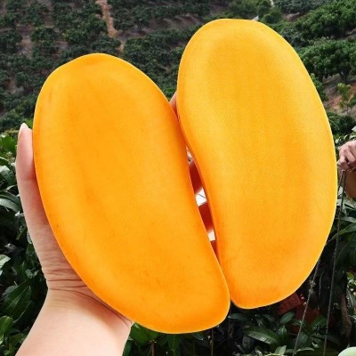 海南金煌芒水仙芒果10斤装整箱热带水果新鲜大芒果甜心芒金兴图2