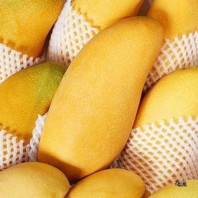 海南金煌芒水仙芒果10斤装整箱热带水果新鲜大芒果甜心芒金兴图3