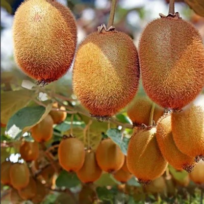 陕西绿心猕猴桃奇异果水果应当季新鲜整箱徐香猕猴桃一件代发图3