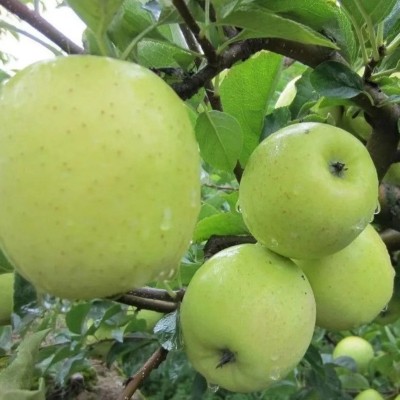 河北新疆王林苹果产地直发青苹果包邮新鲜水果王林青苹果一件代发图2