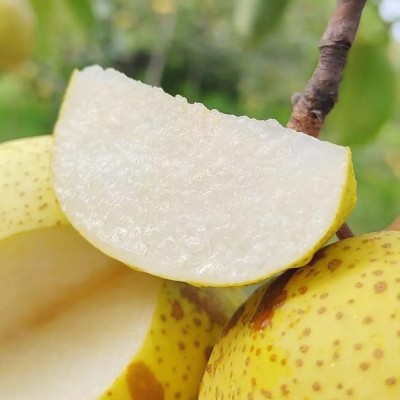 安徽砀山酥梨产地直发酥梨梨子包邮新鲜水果砀山酥梨一件代发图2