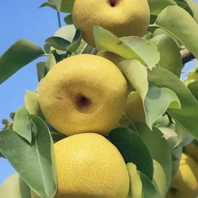 安徽砀山酥梨产地直发酥梨梨子包邮新鲜水果砀山酥梨一件代发图4