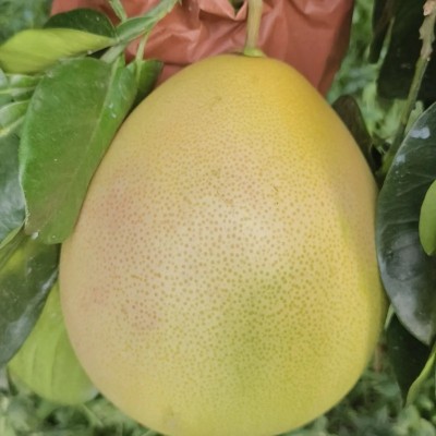 福建三红蜜柚产地直发红肉柚包邮新鲜水果三红柚一件代发图2