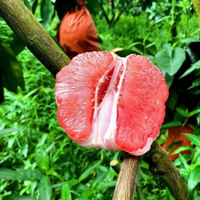 福建三红蜜柚产地直发红肉柚包邮新鲜水果三红柚一件代发图4