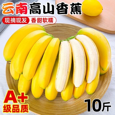 高山甜香蕉新鲜水果9斤当季现摘芭蕉小米蕉大香焦绿批发整箱5包邮