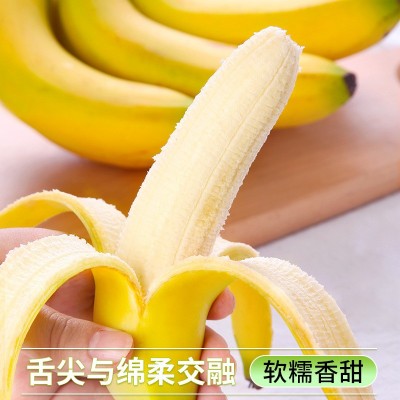 高山甜香蕉新鲜水果9斤当季现摘芭蕉小米蕉大香焦绿批发整箱5包邮图5