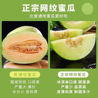 冰淇淋网纹蜜瓜10斤甜瓜新鲜水果当季整箱包邮哈密瓜玫珑海南蜜瓜图2