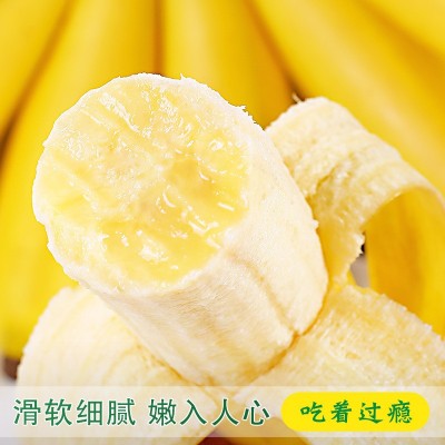 广西小米蕉10斤新鲜水果包邮现摘小香芭蕉苹果蕉甜香蕉整箱自然熟图3