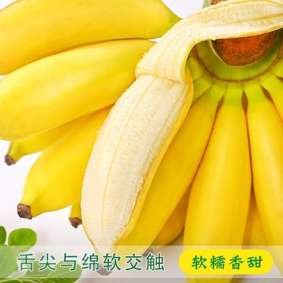 广西小米蕉10斤新鲜水果包邮现摘小香芭蕉苹果蕉甜香蕉整箱自然熟图2
