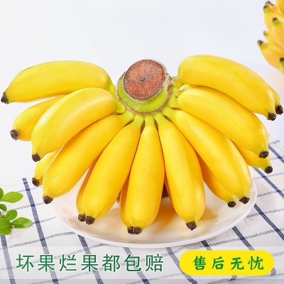 广西小米蕉10斤新鲜水果包邮现摘小香芭蕉苹果蕉甜香蕉整箱自然熟图5