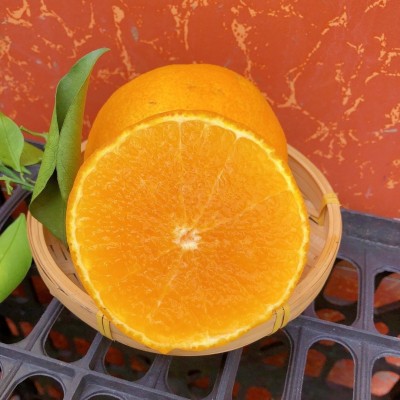 四川爱媛38号果冻橙9斤新鲜当季橙子水果柑橘蜜桔手剥橙大果包邮图5