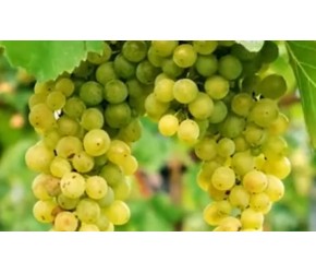 阳光玫瑰葡萄的种植揭秘