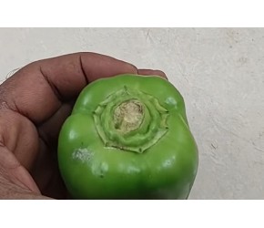 青椒种植小技巧,让你在家也可以吃到新鲜的青椒