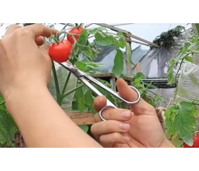 阳台种植小番茄的好方法，种一次持续收获，新手也能种好