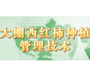 大棚西红柿种植管理技术