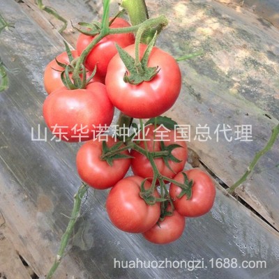 蔬菜种子粉果大番茄籽洋柿子沙瓤口感大西红柿种子粉帝F1番茄种籽图4