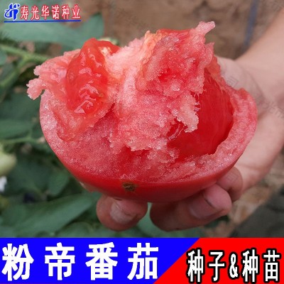 蔬菜种子粉果大番茄籽洋柿子沙瓤口感大西红柿种子粉帝F1番茄种籽图2